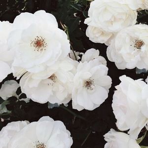 Meet your Posher, Blakeley